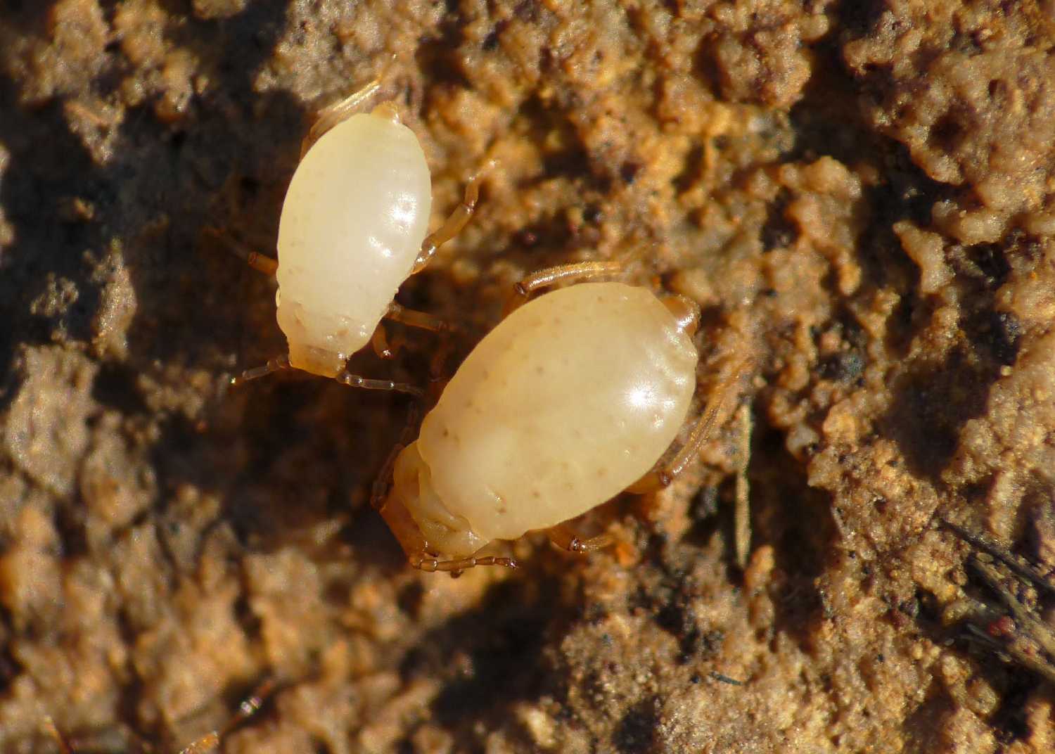 Altri afidi ( Fam.  Aphididae)  presso formiche Tetramorium